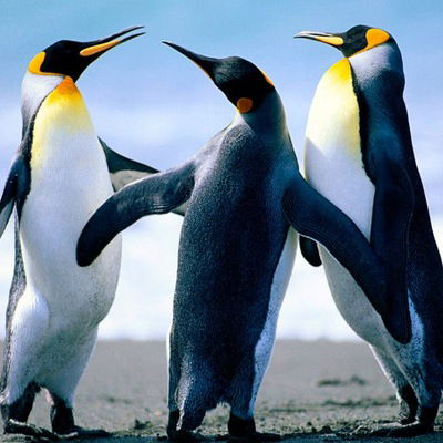 Игорь Земляк