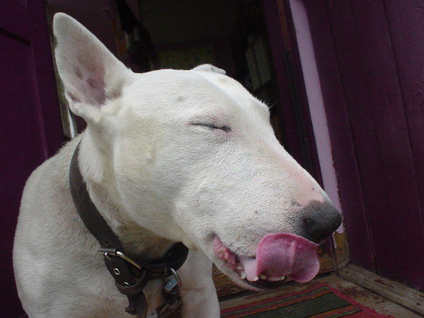 Дмитрий Петров