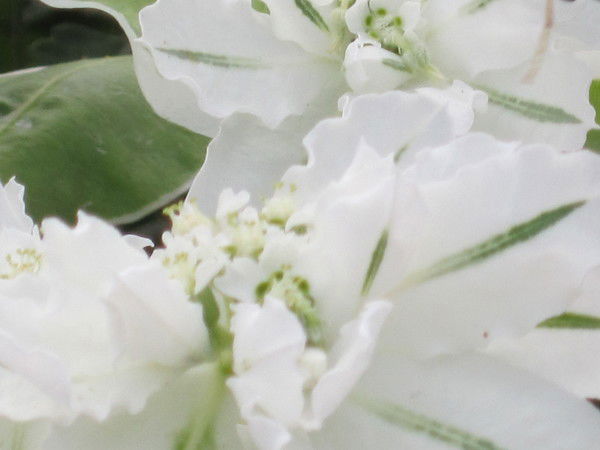 Айман Абдиева