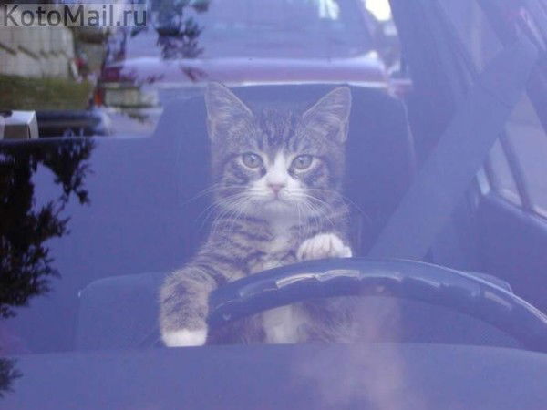 Ирина Шанова