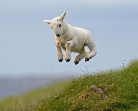 Ксенья Чужеземная