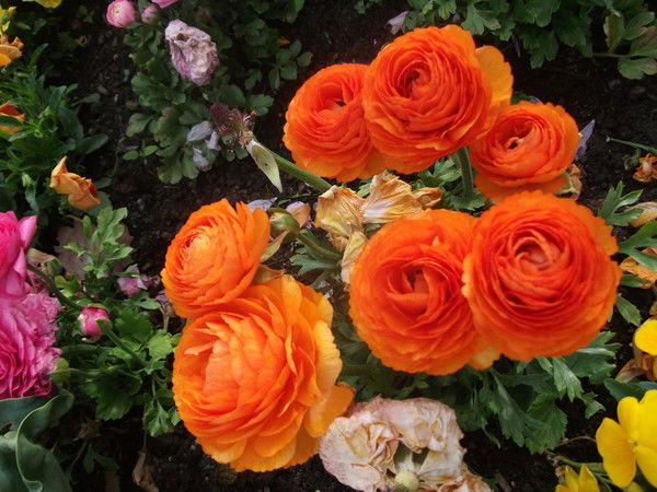 Оксана Кобзева