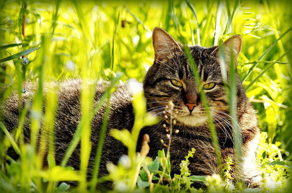 Наталия Никифорова