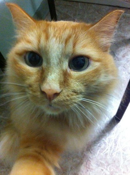 Илья Сорокин