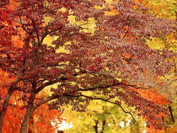 Наташа Александрович