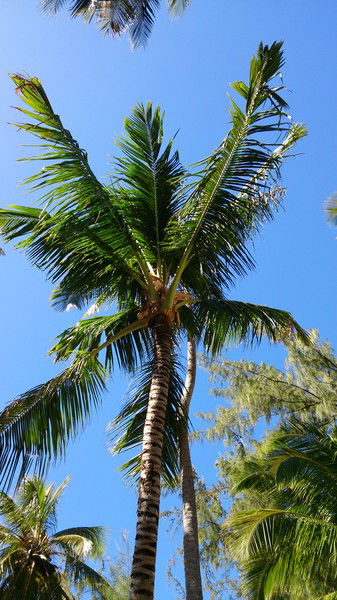 Андрей Кокорин