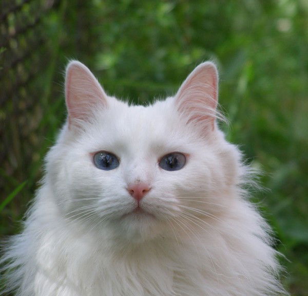 Анжелина Джоли