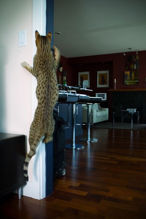 Аллуся Барба-Руся