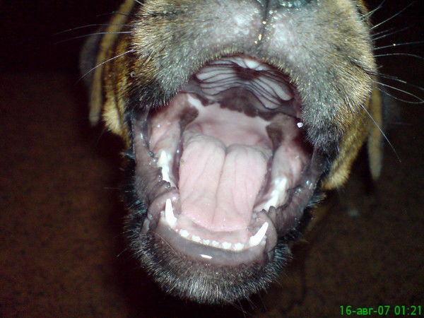 Виктория Е.в.а.