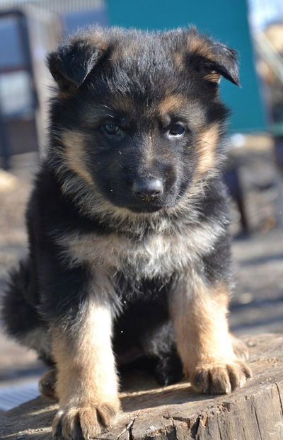 Елизавета Амвросиевская