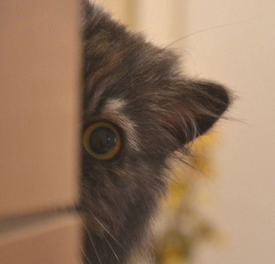 Василий Иванченко