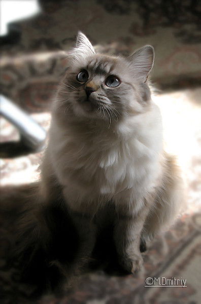 Элла Иванова