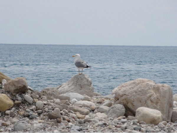 Лариса Дробитько