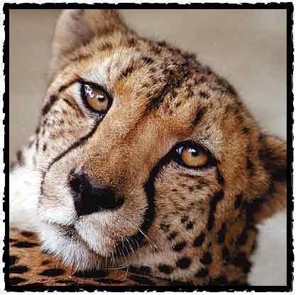 Анатолий Финц