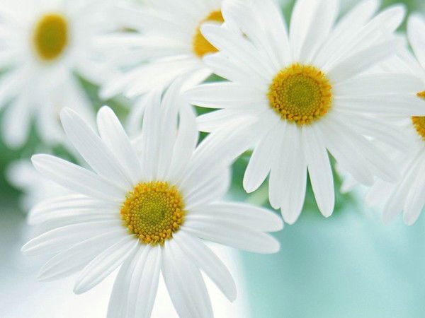 Шынар Саскенова