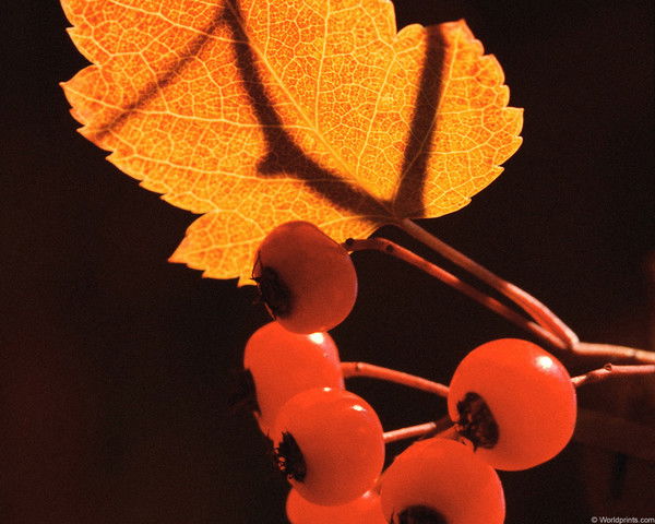 Отдел Архитектуры Мендыкара Гу