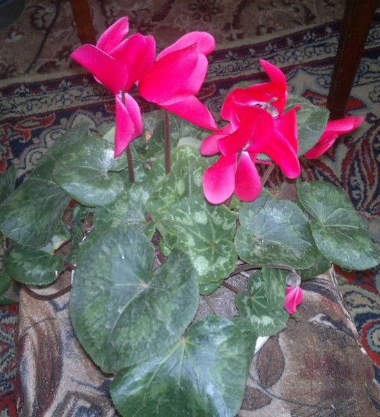 Любовь Павловна Ляшенко