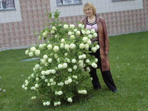 Елена Петрова