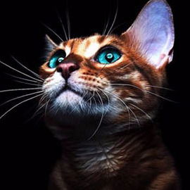 Дмитрий Ворон