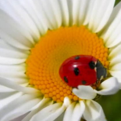 Венера Халиуллина