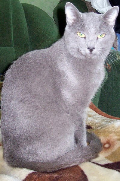 Николай Мочалов