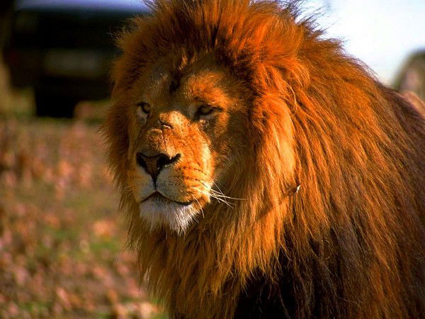 Борис Степанов