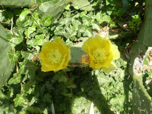 Лиля Фасахова