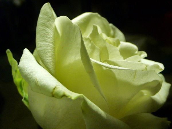 Оспанова Алтынай