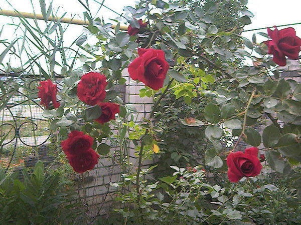 Наталья Natali