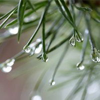 Светлана Матафонова