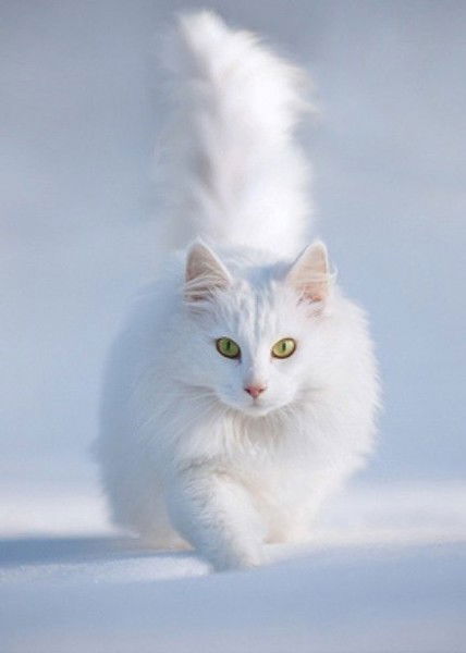 Александра С