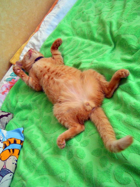 Илья Савенков