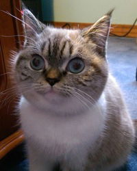 Константин Раковский