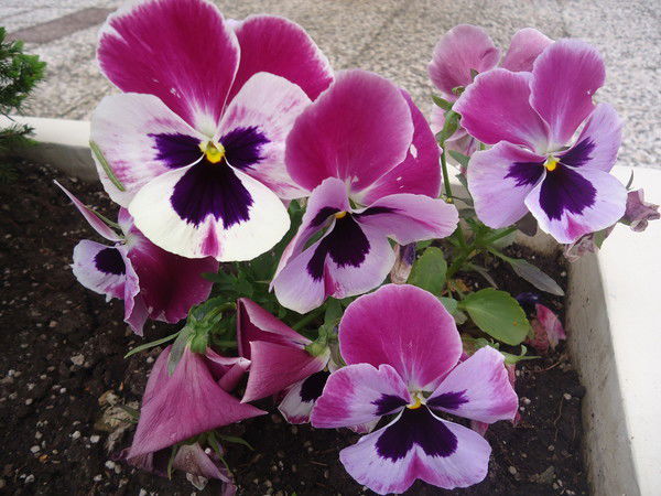 Муниципальное Управление