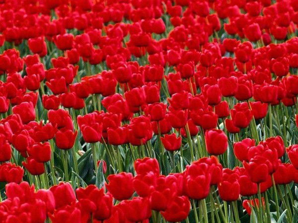 Римма Насибуллина