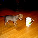 Дима Трофимов