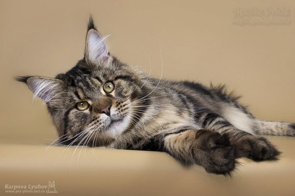 Оксана Ашихмина