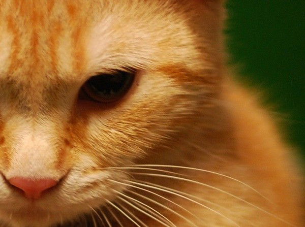 Сергей Минигулов