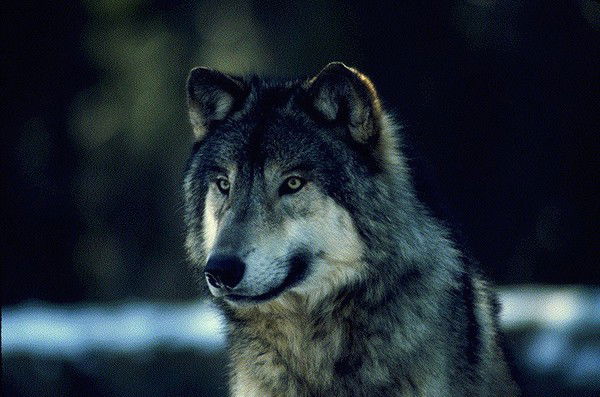 Сергей Черняк