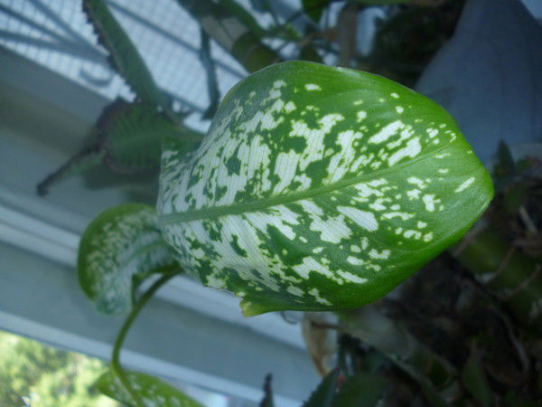 Денис Фарис