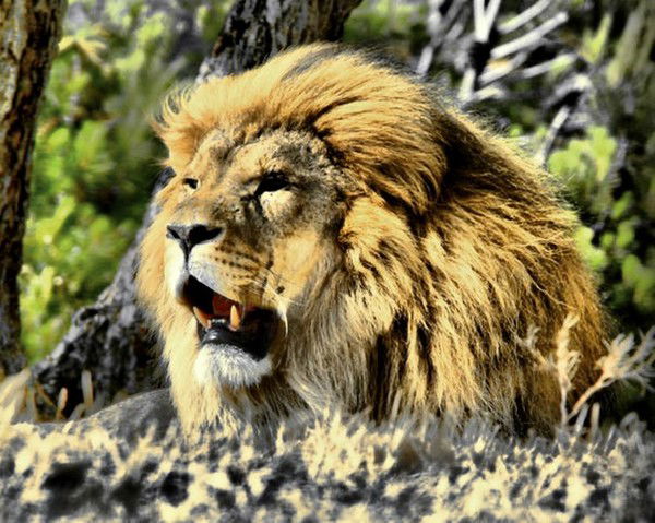 Виталий Науменко