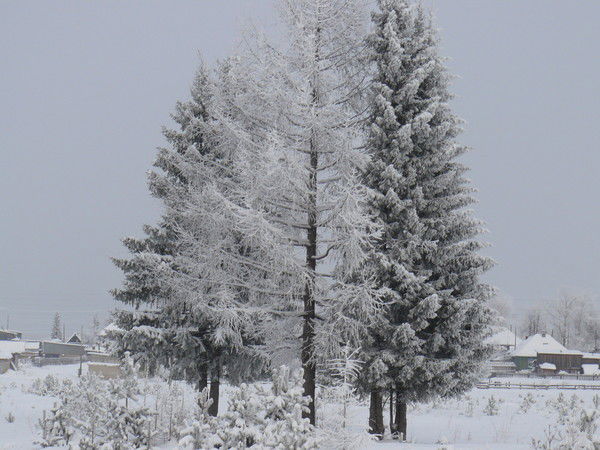 Cветлана Диденко