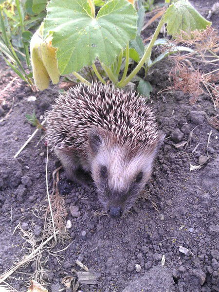 Анна Егорова