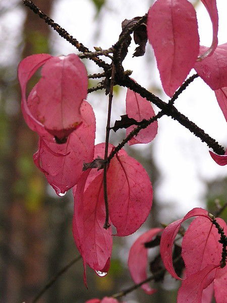 Зинаида Валдавина