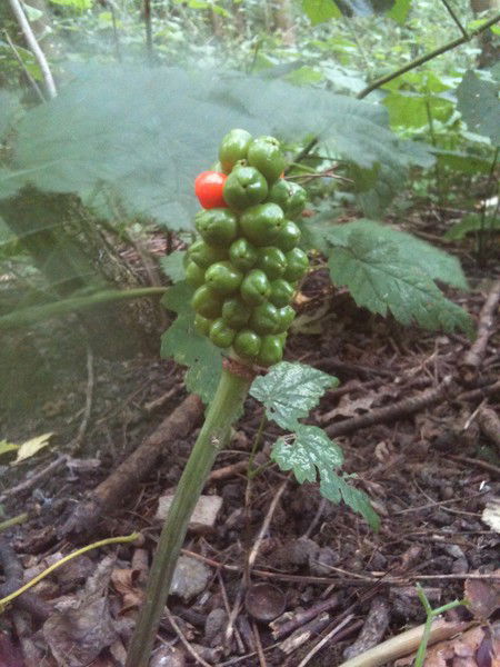 Лариса Филякина