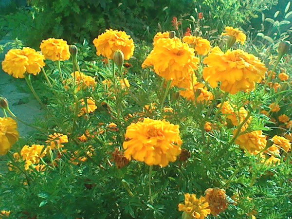 Анатолий *********