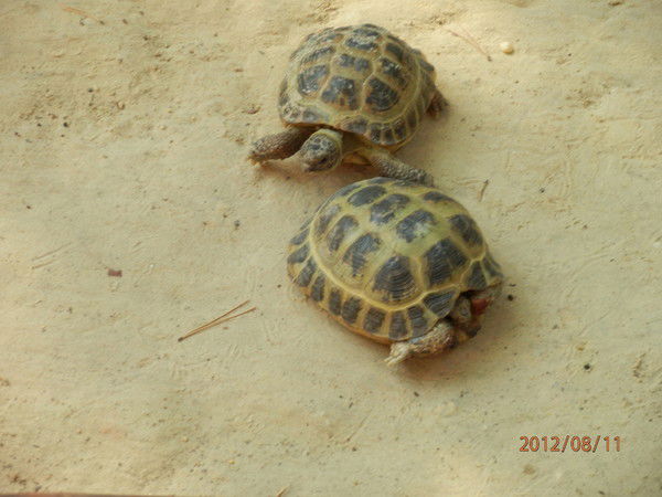 Наталья Меньшенина