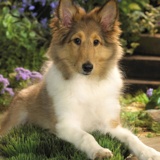 Анастасия Брихунцова