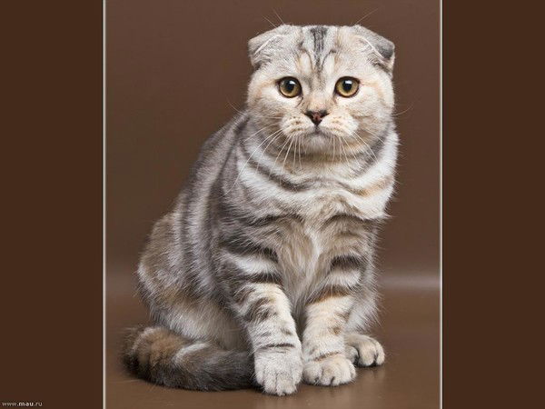 Наталия Кутырчева