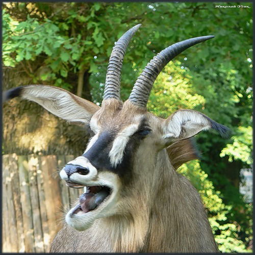 Сергей Козёлов